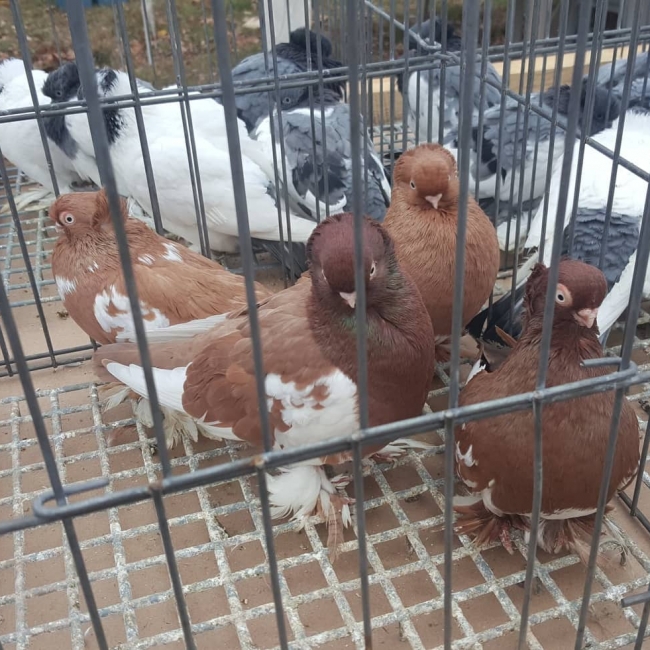 птица