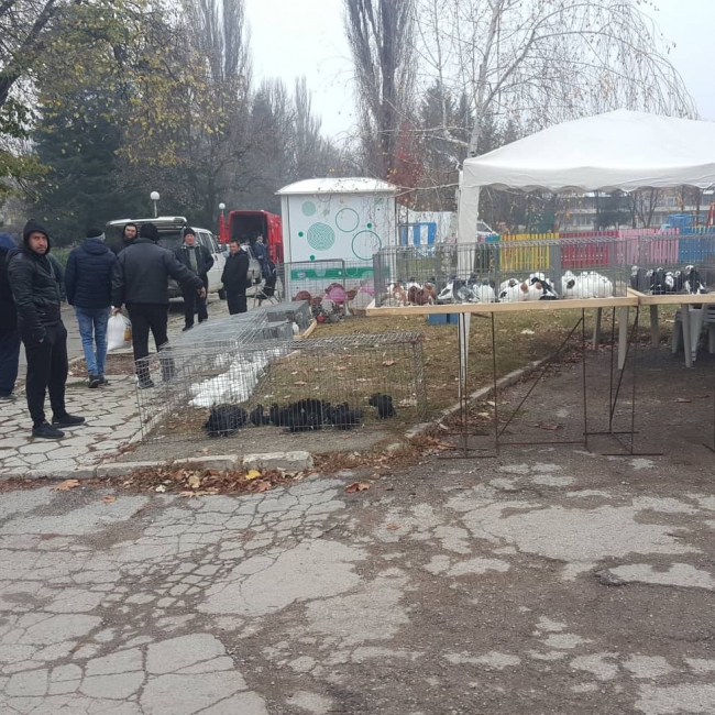 птица