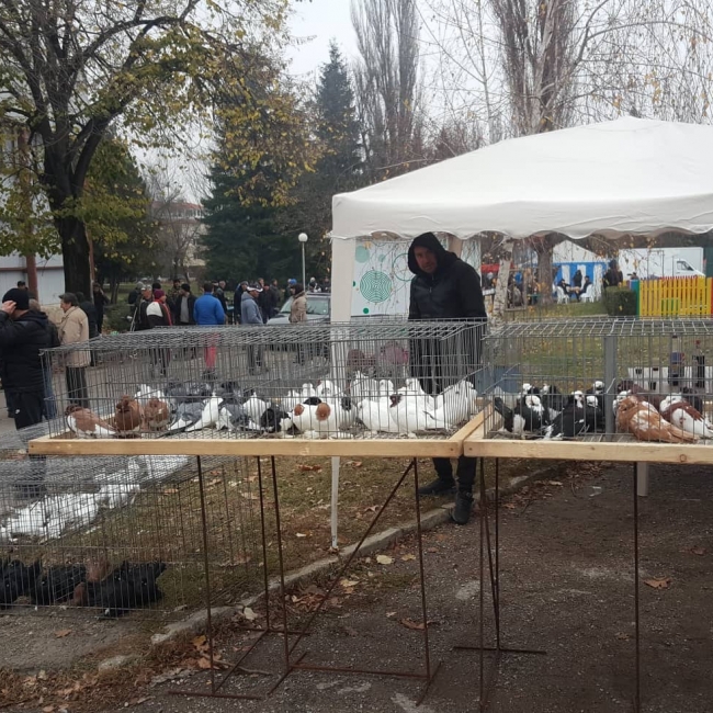 птица