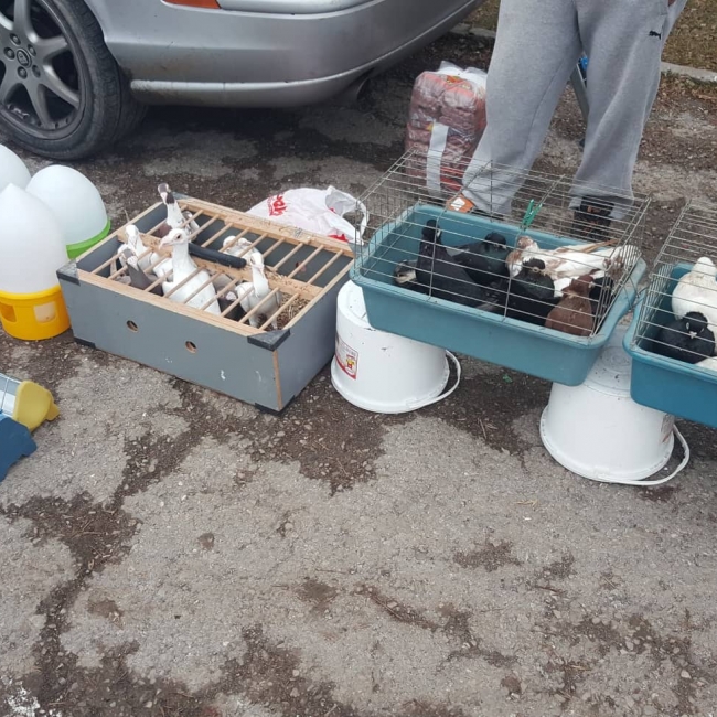птица