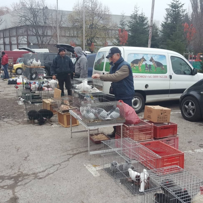 птица