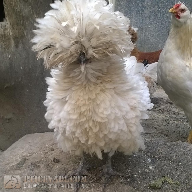 птица