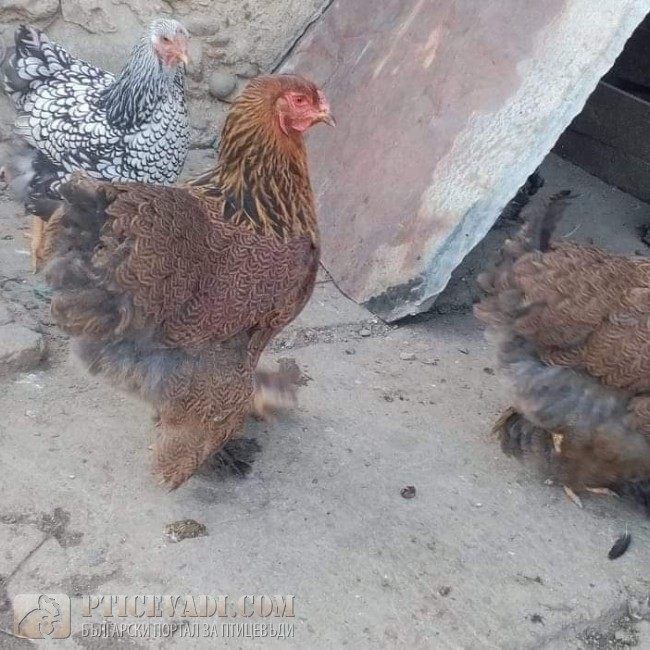 птица