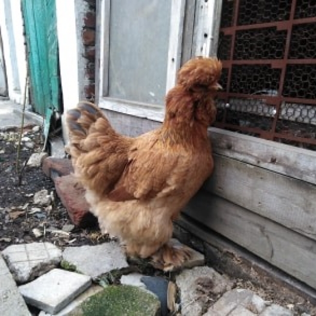 птица
