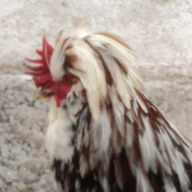 птица