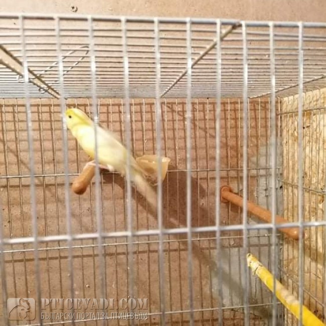 птица