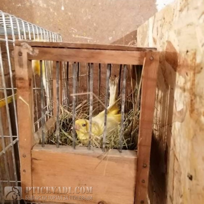 птица