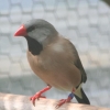 птица