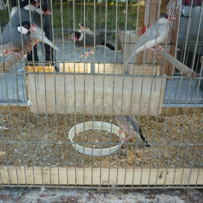 птица