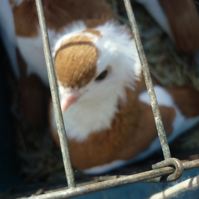птица