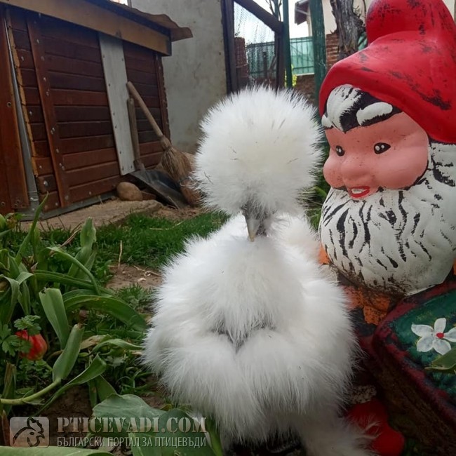 птица