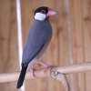 птица