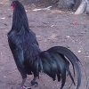 птица