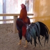 птица