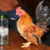 птица