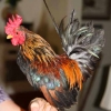 птица