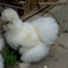 птица