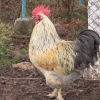 птица