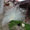 птица