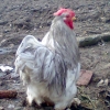 птица