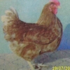 птица