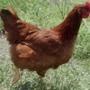 птица
