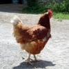 птица