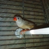 птица