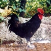 птица
