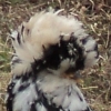 птица