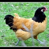 птица