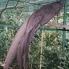птица