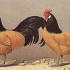 птица