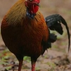птица