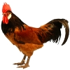 птица