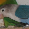 птица