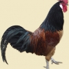 птица