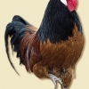 птица