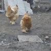 птица