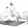 птица