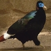 птица