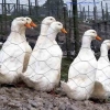 птица