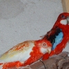 птица