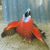птица