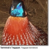 птица