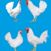 птица