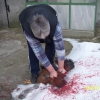 птица