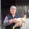 птица