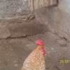 птица