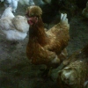 птица